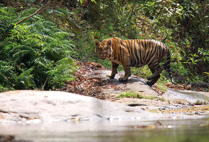 Parambikkulam-tiger-reserve