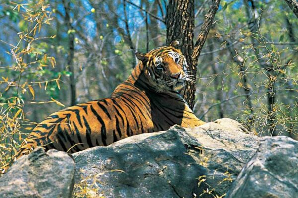 parambikulam-tiger-reserve tripupdates