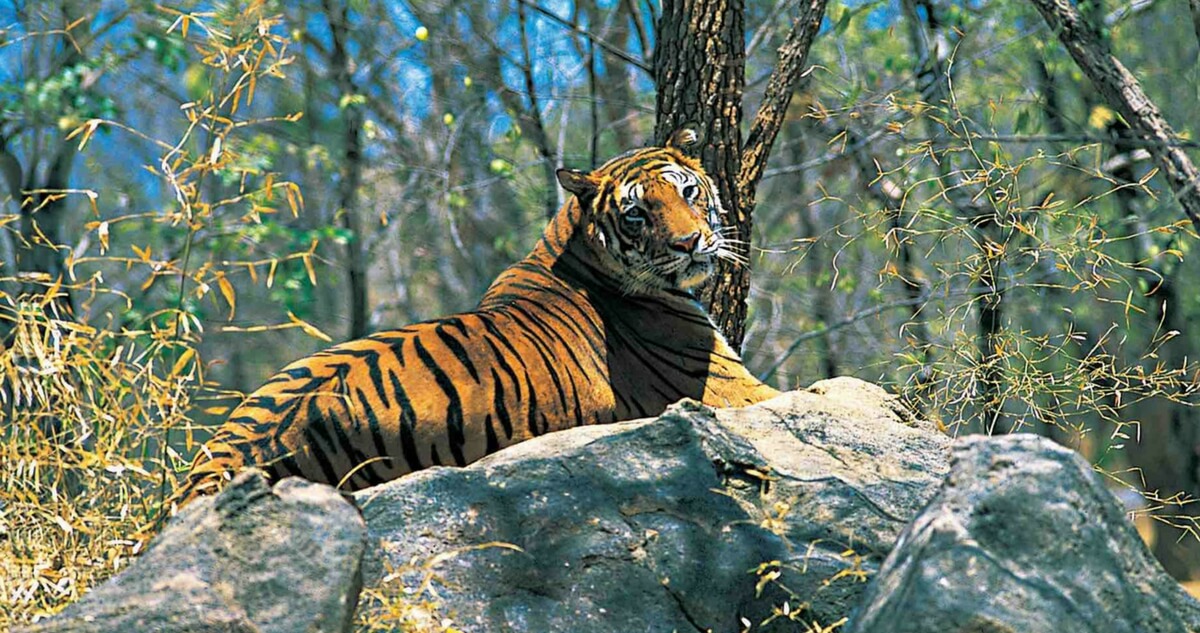 parambikulam-tiger-reserve tripupdates