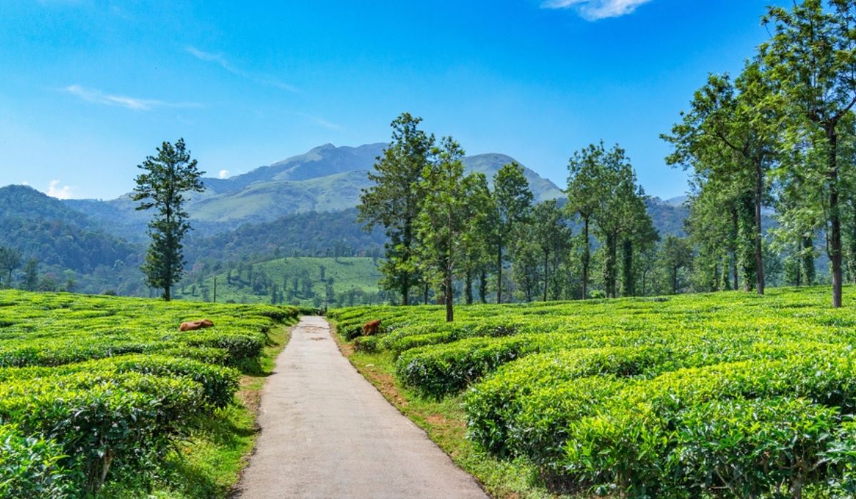 wayanad tourist destinations tripupdates