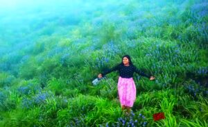 idukki paruthumpara nilakurinji