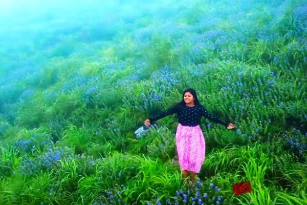 idukki paruthumpara nilakurinji