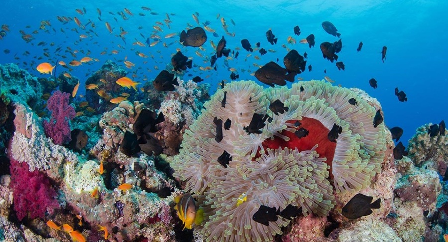 yanbu diving